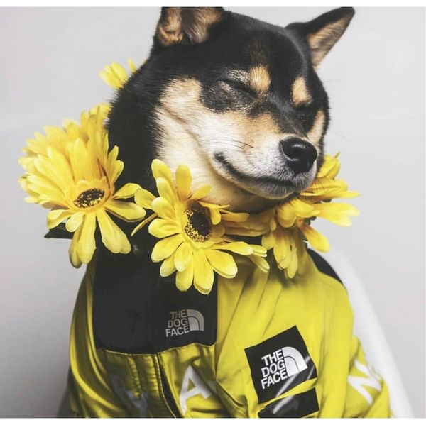 usa national flag fashion windproof rainproof dog dog large dog raincoats pet jackets bbypra sweet07
usa national flag fashion windproof rainproof dog dog large dog raincoats pet jackets bbypra sweet07