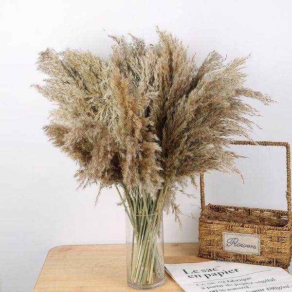 1bunch natural reed dried flower pampas grass phragmites bouquet diy craft home decor christmas wreath wedding decorations
1bunch natural reed dried flower pampas grass phragmites bouquet diy craft home decor christmas wreath wedding decorations