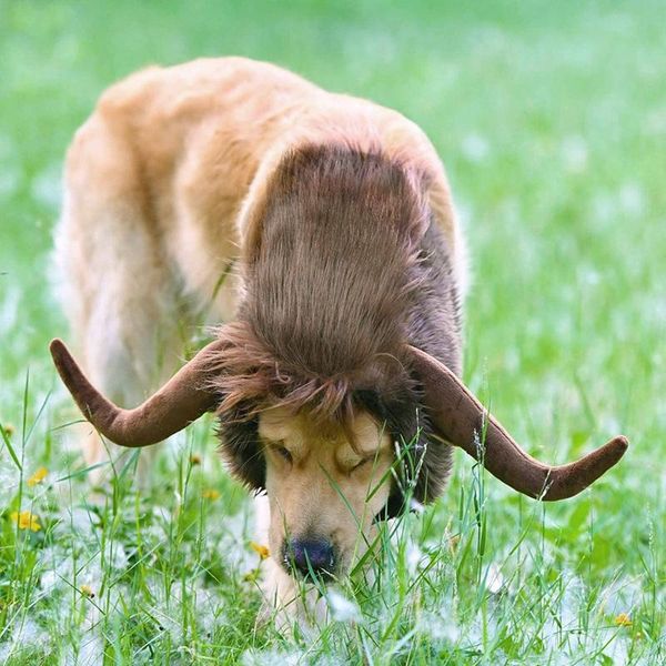 dog apparel aaak -large pet cattle mane wig hair christmas headgear costume fancy dress cosplay funny hat cap
dog apparel aaak -large pet cattle mane wig hair christmas headgear costume fancy dress cosplay funny hat cap