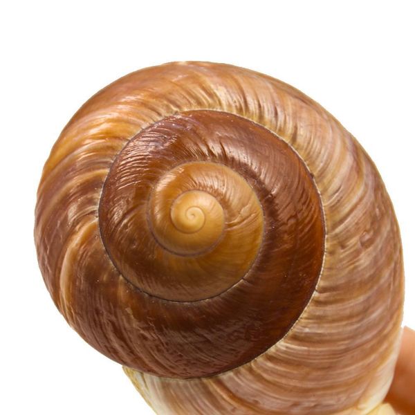 hermit crab shells turbo shells pearlized sea shells hermit crab house natural round land snail for landscape decor diy h bbykob
hermit crab shells turbo shells pearlized sea shells hermit crab house natural round land snail for landscape decor diy h bbykob