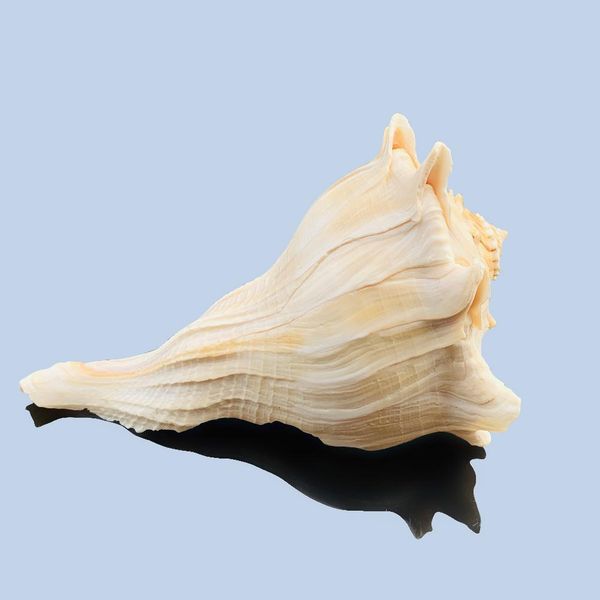 natural large conch feng shui snail nautical home decor beach wedding decor seashell specimen collectibles aquarium landscape h jllbnc
natural large conch feng shui snail nautical home decor beach wedding decor seashell specimen collectibles aquarium landscape h jllbnc