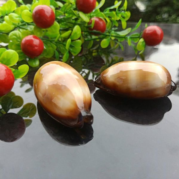 2pcs wine barrel snail sea shells conch nautical home decor specimen beach wedding decorations diy fish tank aquarium landscape h jllwfc
2pcs wine barrel snail sea shells conch nautical home decor specimen beach wedding decorations diy fish tank aquarium landscape h jllwfc