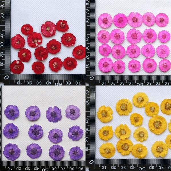 diy daisy dried flowers handmade embossing manicure bookmark mobile phone shell botany specimen drop glue home decorate yellow 0 3gc m2
diy daisy dried flowers handmade embossing manicure bookmark mobile phone shell botany specimen drop glue home decorate yellow 0 3gc m2
