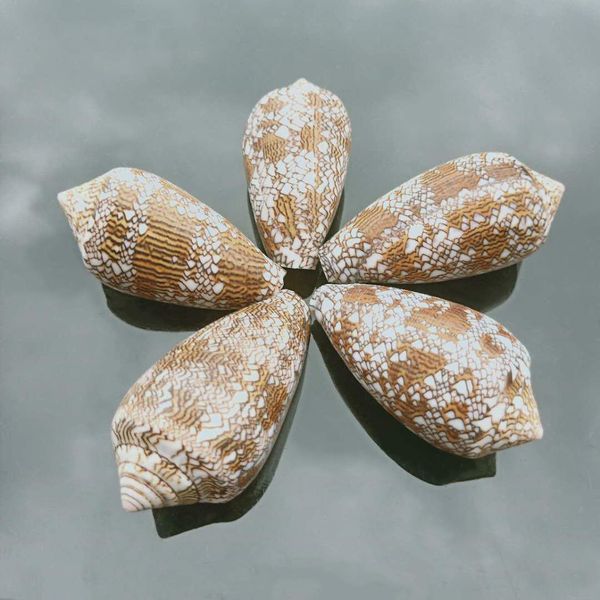6 7cm natural vase snail conch seashell nautical home beach wedding decoration specimen collectible fish tank aquarium decor h jlloyt
6 7cm natural vase snail conch seashell nautical home beach wedding decoration specimen collectible fish tank aquarium decor h jlloyt