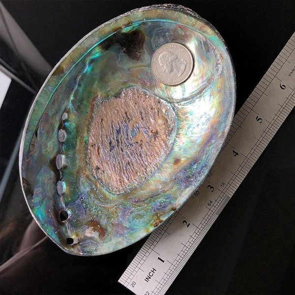 12 14cm polished natural abalone shells seashell home landscape aquarium decor soap holder craft handmade pacific h jllikt
12 14cm polished natural abalone shells seashell home landscape aquarium decor soap holder craft handmade pacific h jllikt