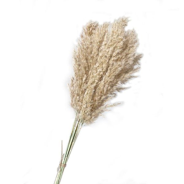 10pcs wedding flower bunch natural dried reed pampas grass color home decor phragmites communisg1
10pcs wedding flower bunch natural dried reed pampas grass color home decor phragmites communisg1