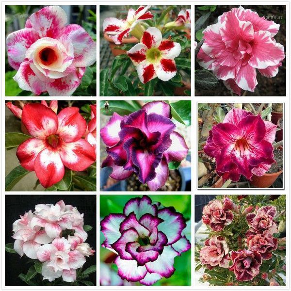 10pcs adenium obesum desert rose flower (not artificial flowers, dried flowers)1
10pcs adenium obesum desert rose flower (not artificial flowers, dried flowers)1