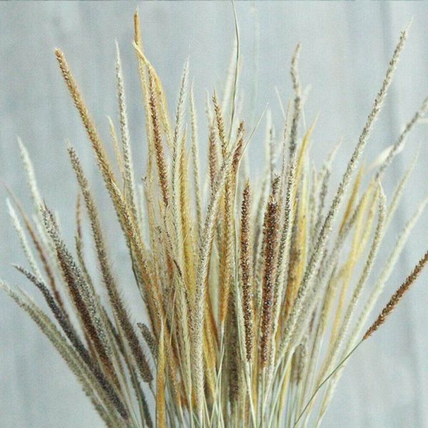 50 pcs natural dried pampas grass reed flowers bunch wedding bouquet decors diy mori series p props creative gift
50 pcs natural dried pampas grass reed flowers bunch wedding bouquet decors diy mori series p props creative gift