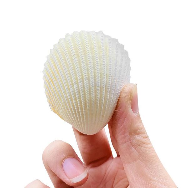 2pcs 5 6cm natural scallop coconut seashell lion shell specimen aquarium decoration home wedding decor shells for jewelry making h wmthui
2pcs 5 6cm natural scallop coconut seashell lion shell specimen aquarium decoration home wedding decor shells for jewelry making h wmthui