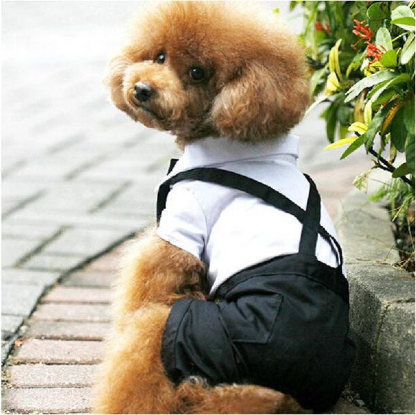 dog apparel clothes for pets pet suit pants wedding jumpsuits shirt rompers dogs puppy tie four legs
dog apparel clothes for pets pet suit pants wedding jumpsuits shirt rompers dogs puppy tie four legs
