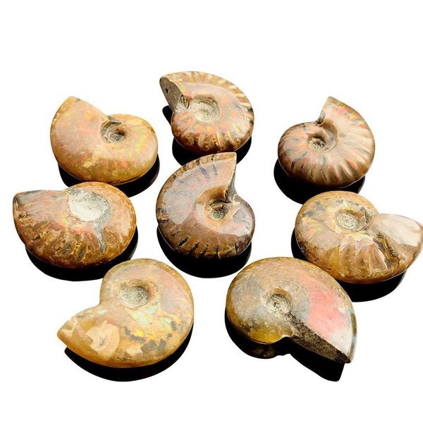 1pc natural conch specimen spiral ammolite raw stones spiral snail rough stone decoration crafts collectibles gifts 3 3.5cm h wmtamb
1pc natural conch specimen spiral ammolite raw stones spiral snail rough stone decoration crafts collectibles gifts 3 3.5cm h wmtamb