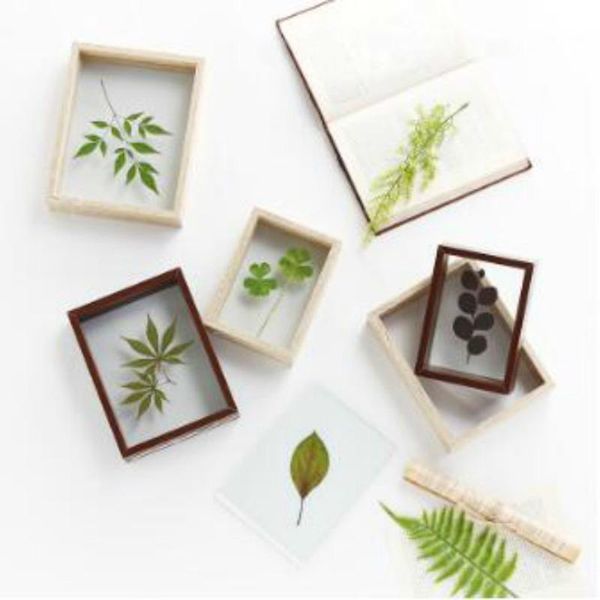 frames quality wood double sided glass diy frame simple plant specimens home decor po ornaments decoration mj71602
frames quality wood double sided glass diy frame simple plant specimens home decor po ornaments decoration mj71602