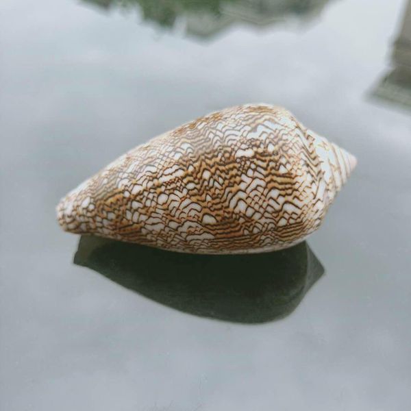 6 7cm natural vase snail conch seashell nautical home beach wedding decoration specimen collectible fish tank aquarium decor h jllriw
6 7cm natural vase snail conch seashell nautical home beach wedding decoration specimen collectible fish tank aquarium decor h jllriw