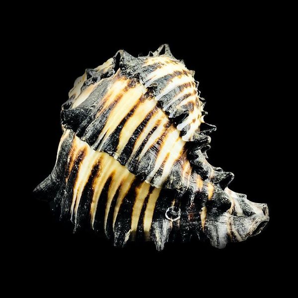 8 12cm natural snail shell us black murex black zebra bone specimen conch sea shells nautical home decor aquarium landscape h jllwnm
8 12cm natural snail shell us black murex black zebra bone specimen conch sea shells nautical home decor aquarium landscape h jllwnm