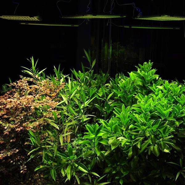 300w square full spectrum led grow lights white no noise plant light big area of illumination ce fcc rohs
300w square full spectrum led grow lights white no noise plant light big area of illumination ce fcc rohs