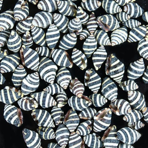 10pcs natural striped conch seashells nautical home decor snail shell conch specimen micro landscape beach wedding decorations h jllhfa
10pcs natural striped conch seashells nautical home decor snail shell conch specimen micro landscape beach wedding decorations h jllhfa