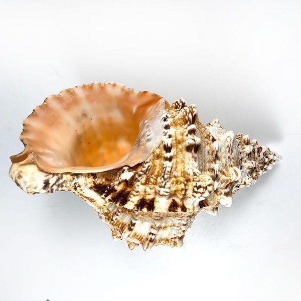 natural sea snail plus intact artware diy decoration office supplies storage conch shells delicate container for potting plants h bbydzi
natural sea snail plus intact artware diy decoration office supplies storage conch shells delicate container for potting plants h bbydzi