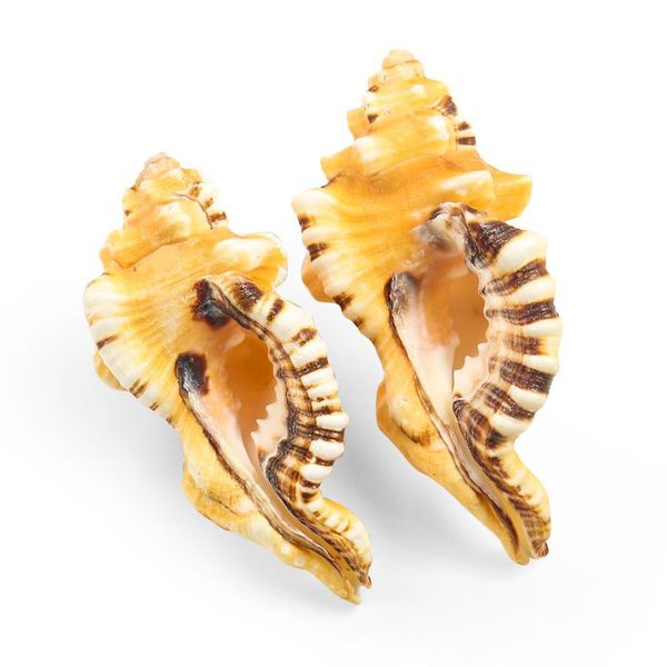 8 11cm natural conch elephant trunk conch seashell rare conch collection specimen beach wedding decorations nautical home decor h bbyznx
8 11cm natural conch elephant trunk conch seashell rare conch collection specimen beach wedding decorations nautical home decor h bbyznx