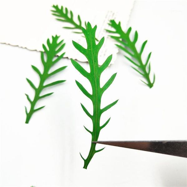 24pcs,pressed flower,nature crown daisy for craft bookmark gift card ornaments,flores secas jewelry facial decoration1
24pcs,pressed flower,nature crown daisy for craft bookmark gift card ornaments,flores secas jewelry facial decoration1