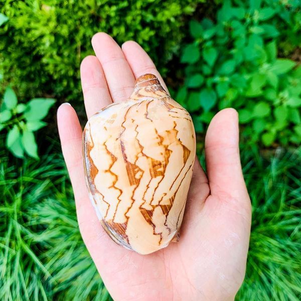 wave conch sea shells nautical decor natural shell conch decor fish tank aquarium scenic decoration micro landscape specimens h wmtgjd
wave conch sea shells nautical decor natural shell conch decor fish tank aquarium scenic decoration micro landscape specimens h wmtgjd
