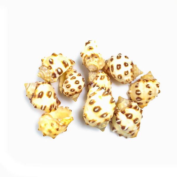 2pcs 1.5 2cm natural lychee conch seashell spotted snail crafts specimen collectibles fish tank decoration aquarium accessories h jlljhz
2pcs 1.5 2cm natural lychee conch seashell spotted snail crafts specimen collectibles fish tank decoration aquarium accessories h jlljhz
