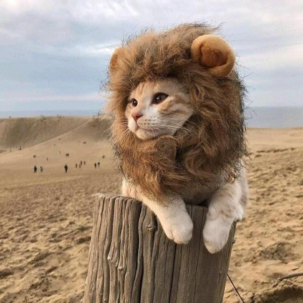cat costumes wig emulation lion hair mane ears head cap for pet dog dress up costume halloween christmas clothes fancy
cat costumes wig emulation lion hair mane ears head cap for pet dog dress up costume halloween christmas clothes fancy