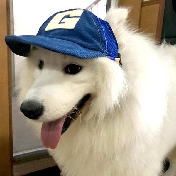 dog apparel pet hats breathable cute summer baseball sun cap with ear holes for small medium large outdoor accessories hiking sports
dog apparel pet hats breathable cute summer baseball sun cap with ear holes for small medium large outdoor accessories hiking sports