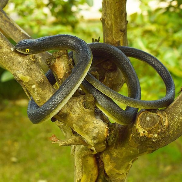 party masks 1 pc realistic soft rubber tricky toy snake safari garden props joke prank gift about 130cm novelty and gag playing scary toys
party masks 1 pc realistic soft rubber tricky toy snake safari garden props joke prank gift about 130cm novelty and gag playing scary toys