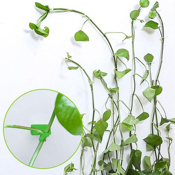 other garden supplies hook vines fixture wall sticky cable manager climbing plant fixer green balcony decoration holder
other garden supplies hook vines fixture wall sticky cable manager climbing plant fixer green balcony decoration holder