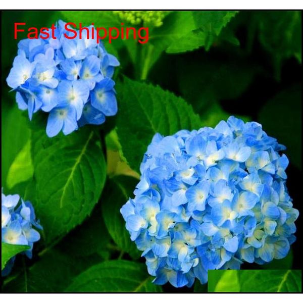 20 pcs/pack rare hydrangea seeds balcony potted flowers hydrangea for home& garden plant qyldal bdenet
20 pcs/pack rare hydrangea seeds balcony potted flowers hydrangea for home& garden plant qyldal bdenet