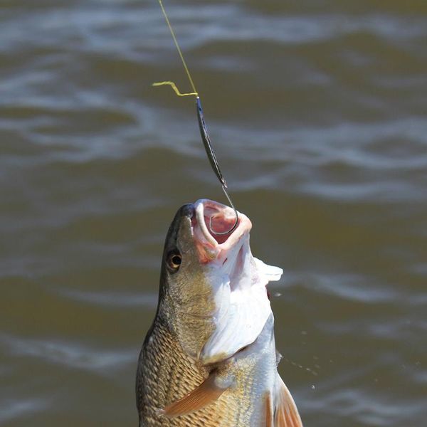 180pcs/box circle fishing hooks ocs offset hooks for bass catfish fishing carp sea tackle accessories
180pcs/box circle fishing hooks ocs offset hooks for bass catfish fishing carp sea tackle accessories
