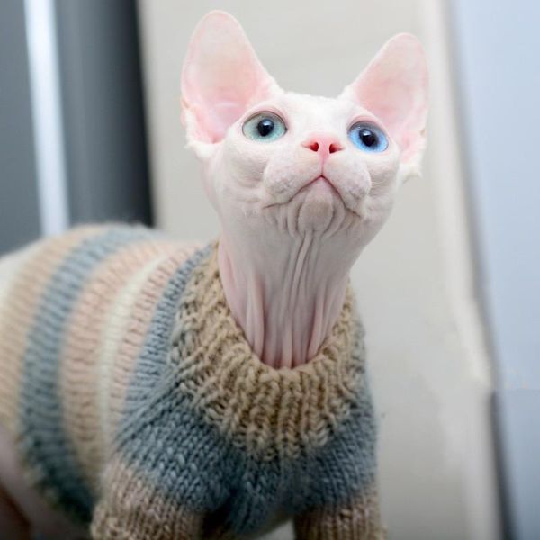 cat costumes autumn winter sphynx clothes warm cashmere sweater for hairless classic puppy pet cats dog vest
cat costumes autumn winter sphynx clothes warm cashmere sweater for hairless classic puppy pet cats dog vest