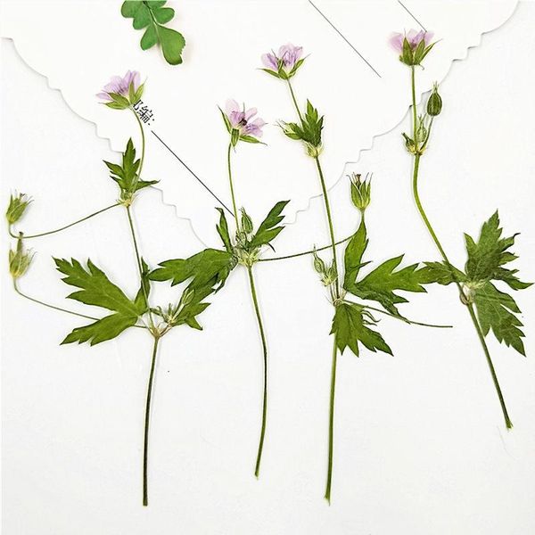 decorative flowers & wreaths 2021 grass dried pressed true plant for leaf vein bookmark 80pcs ent
decorative flowers & wreaths 2021 grass dried pressed true plant for leaf vein bookmark 80pcs ent