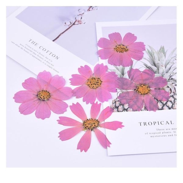 10pcs,new natural pressed galsang flower,real touch dried flower diy wedding invitation bookmark gift card,scented cand qylkqm
10pcs,new natural pressed galsang flower,real touch dried flower diy wedding invitation bookmark gift card,scented cand qylkqm