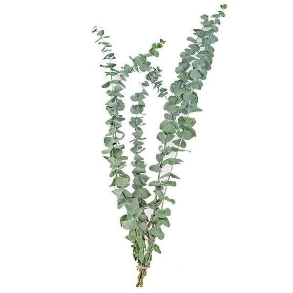 decorative flowers & wreaths 10pcs real natural eucalyptus leaves dried flower wedding decorate eucalipto stems for home ornaments diy bouqu
decorative flowers & wreaths 10pcs real natural eucalyptus leaves dried flower wedding decorate eucalipto stems for home ornaments diy bouqu