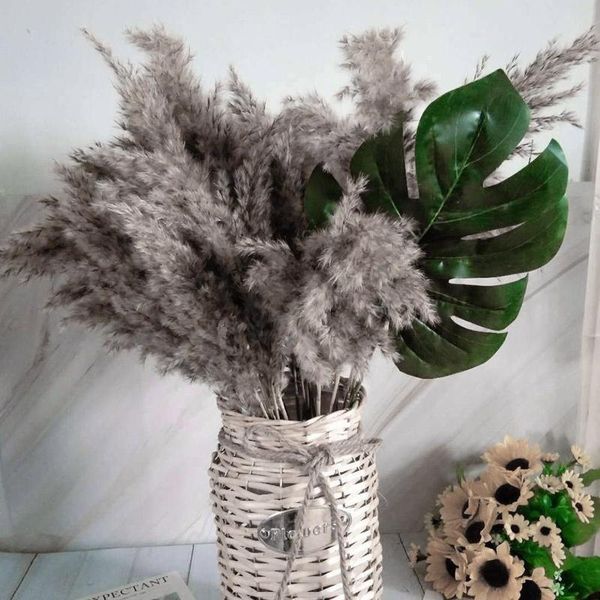 decorative flowers & wreaths 1pc natural dried flower pampas grass reed home decoration gray large wedding layout corner shop display window
decorative flowers & wreaths 1pc natural dried flower pampas grass reed home decoration gray large wedding layout corner shop display window