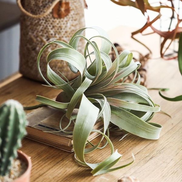 simulation air pineapple delicate artificial plants wall decoration air tiran capita tower
simulation air pineapple delicate artificial plants wall decoration air tiran capita tower