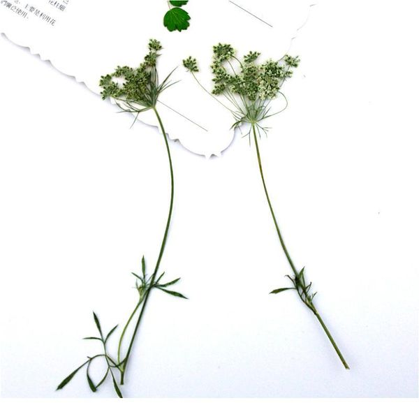 100pcs/6-9cm,pressed natural lace flowers with stem,real leaves diy wedding invitation art bookmark gift card,scented jllgbc
100pcs/6-9cm,pressed natural lace flowers with stem,real leaves diy wedding invitation art bookmark gift card,scented jllgbc