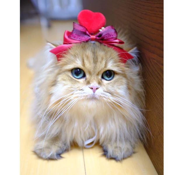 cat costumes manual diy valentine's day headdress dog head set pet headgear hair accessories hairpin supplies
cat costumes manual diy valentine's day headdress dog head set pet headgear hair accessories hairpin supplies