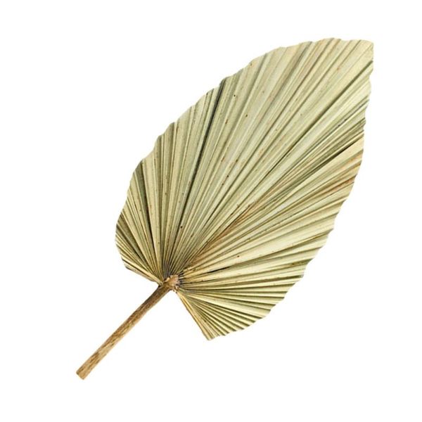 decorative flowers & wreaths 1pc natural dried palm leaf window display art wall hanging decor (olive green)
decorative flowers & wreaths 1pc natural dried palm leaf window display art wall hanging decor (olive green)
