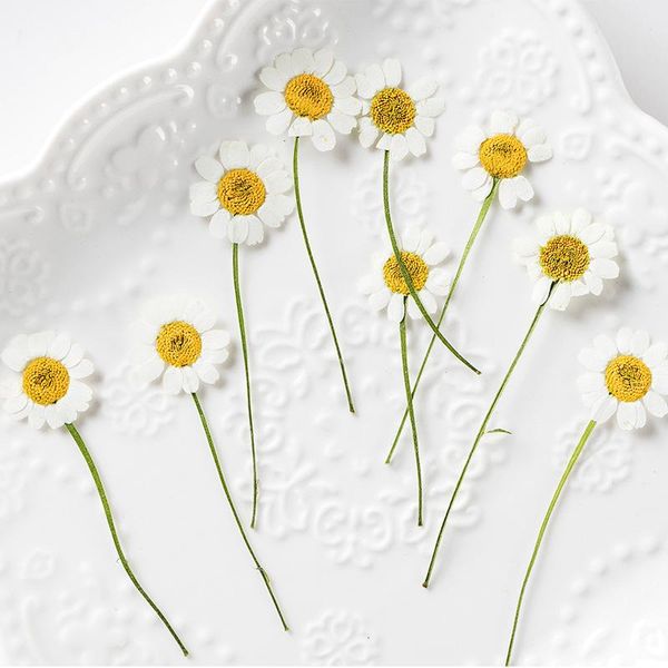 decorative flowers & wreaths natural matricaria chamomilla pressed flower for resin dried jewelry canlde soap scrapbook art craft material 2
decorative flowers & wreaths natural matricaria chamomilla pressed flower for resin dried jewelry canlde soap scrapbook art craft material 2