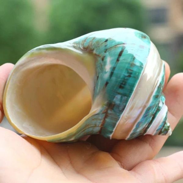 novelty items natural shell conch coral peeled green turban snail aquarium decoration specimen collection gift sea
novelty items natural shell conch coral peeled green turban snail aquarium decoration specimen collection gift sea