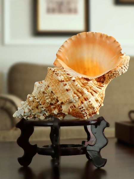 novelty items large conch seashell decoration marine natural jewelry shell wedding party gift home
novelty items large conch seashell decoration marine natural jewelry shell wedding party gift home