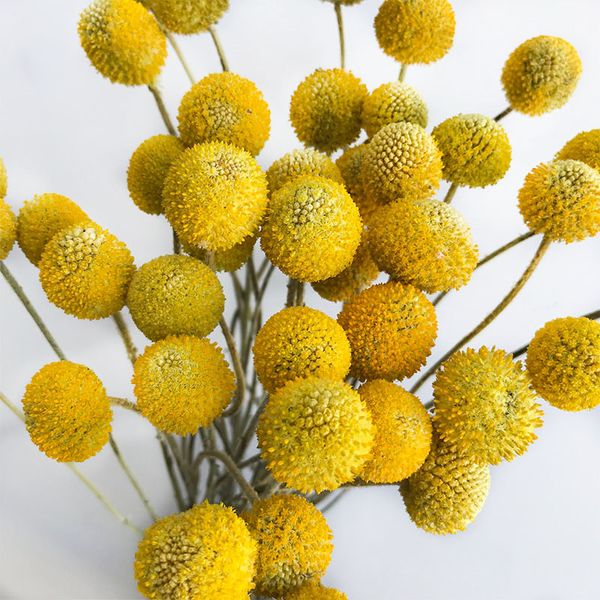 real dried pampas grass wedding flower bunch natural plants home decor dried artificial flowers phragmites golden ball pompom
real dried pampas grass wedding flower bunch natural plants home decor dried artificial flowers phragmites golden ball pompom