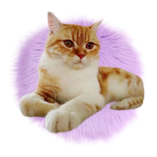the perfect home decorations soft artificial sheepskin rug chair cover artificial wool warm hairy carpet seat
the perfect home decorations soft artificial sheepskin rug chair cover artificial wool warm hairy carpet seat