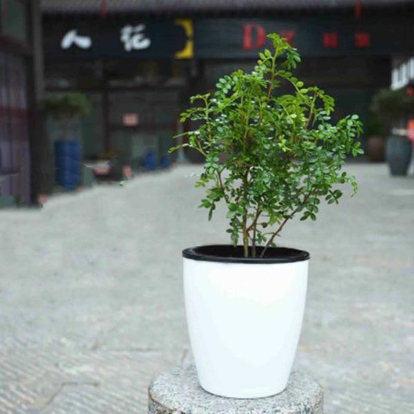 planters & pots s/lgarden lazy flower automatic water - absorbing hydroponic potted flowers pot storage plastic bonsai container home decor
planters & pots s/lgarden lazy flower automatic water - absorbing hydroponic potted flowers pot storage plastic bonsai container home decor