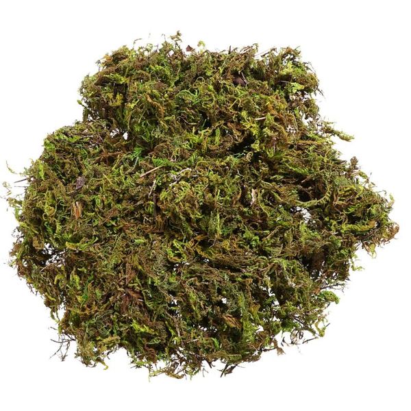 decorative flowers & wreaths 2 packs artificial moss lichen simulation fake green plants flowerpot decoration accessories for home garden pa
decorative flowers & wreaths 2 packs artificial moss lichen simulation fake green plants flowerpot decoration accessories for home garden pa