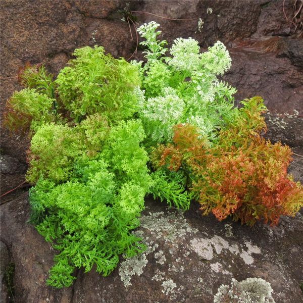 artificial moss grass bonsai plants home decor plastic green leaves 
artificial moss grass bonsai plants home decor plastic green leaves