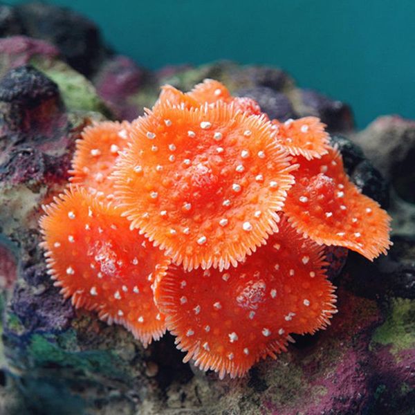 resin coral decoration artificial decorative coral for home fish aquarium tank landscaping underwater ornaments decoration
resin coral decoration artificial decorative coral for home fish aquarium tank landscaping underwater ornaments decoration