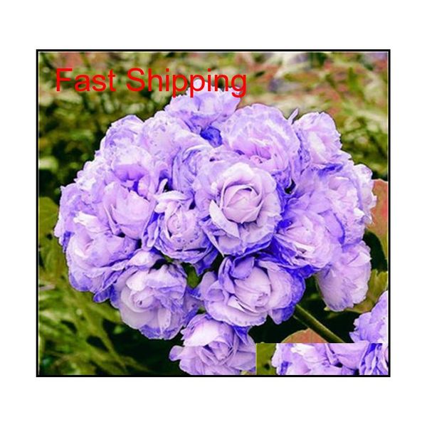 100 pcs/bag multiple colour geranium seeds perennial climbing flower pelargonium indoor beauty flow qyldlb new_dhbest
100 pcs/bag multiple colour geranium seeds perennial climbing flower pelargonium indoor beauty flow qyldlb new_dhbest